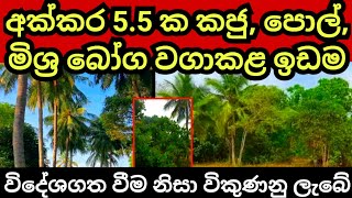 විදේශගත වීම නිසා විකුණන අක්කර 5 1/2 ක කජු හා පොල් ඉඩම | Pol idam | Cashew land | Coconut land | Idam