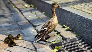 Quer durch Osnabrück - Entenfamilie auf dem Weg in die Hase