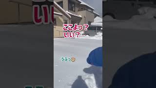 カメラマンはりゅうちゃん！#雪 #雪遊び #ダイブ #大雪 #母の背中 #mayumi #shorts #派手髪 #岡山