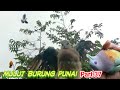 mikat burung punai pakai pulut bonus burung tekukur