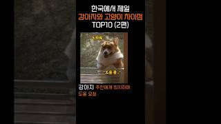 한국에서 제일 강아지 고양이 차이점 TOP10 (2편)