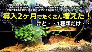 導入2ヶ月で10匹以上増えたが稚魚が一種類だけ？【食虫植物園テラリウム水槽】