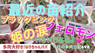 【多肉植物】【ガーデニング】最近の苗紹介❗️その2    多肉大好き！なりちゃんパパ　多肉奮闘記その698