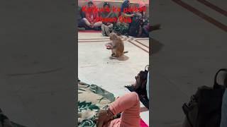 Kurkura ka paicket cheen liya#ytshorts #monkey shorts video