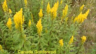 Solidago canadensis