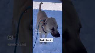 Molly the Anatolian Shepherd. You’re built for Turkish Mts but your owner’s built for Turks \u0026 Caicos