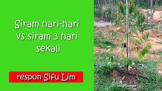 Siram pokok durian hari-hari VS Siram 3 hari sekali - respon sifu Lim