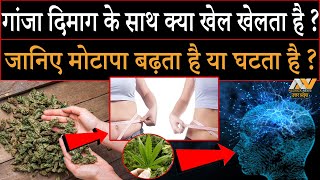 Ganja उर्फ Marijuana के Side effects चौंका देंगे | जानिए मोटापा बढ़ता है या घटता है ?