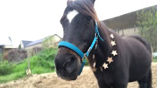 軽く散歩する弟フィヨルドホースと馬場で運動するイケメン元競走馬　🐴🌳🐴☺️