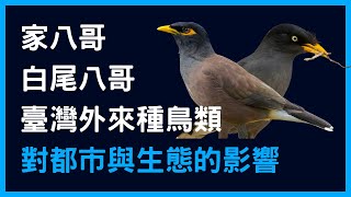 【從鳥開始學觀察力】外來種家八哥和白尾八哥對都市與生態的影響