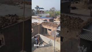 Kabotar Bazi Live#kabootar #pigeons #kabootarbazi #birds #shorts# Birds Life#live#short #viralshorts