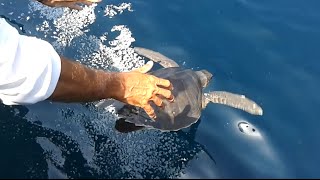 Pescadores entrenados por WWF rescatan una tortuga marina