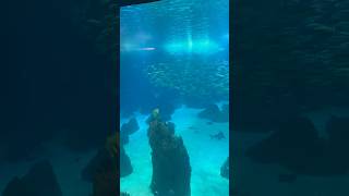 Oceanarium #lisbon #portugal #2023 #beautiful #fish #viral #shorts #video #youtubeshorts#aquarium