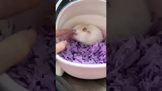 金絲熊 可愛ー hamster roborovski funny hampster crazy hamsters #winterwhitehamster #hamsterhabitats