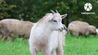Most funny and cute Baby goat videos