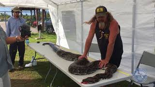 Huge 16 ft python caught in Everglades