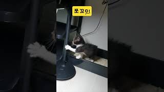 잘싸고 잘먹는  쪼꼬미 #고양이 #cute