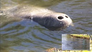 Manatees Cuddle Together to Keep Warm in Frigid Temperatures