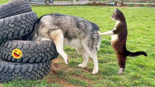 Funny Dogs And Cats s 2023 😅 - Best Funniest Animal s Of The week #2