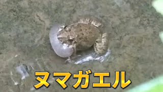 ヌマガエルの鳴き声