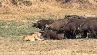 Lioness holds Buffalo surrounded by the whole herd,.Never seen before ,happy ending !