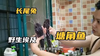 广西阿森教大家怎么，生煎老鼠肉和生闷埃及塘角鱼，真的太美味了