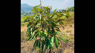 🌳ទុរេននៅចំការតាតៃកោះកុង (ប្រេីជីដាប់ប៊លយីម)ល្អមែនលាស់ត្រួយថ្មីគ្រប់ដេីម☘️☘️🌿🌱🌱 ☎️0976562962