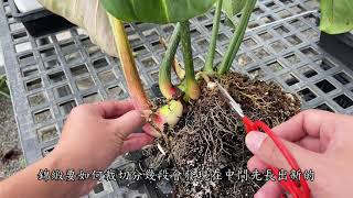 【 MC多肉園 】蔓綠絨錦緞教你如何脫盆裁切Philodendron 必修課多肉植物 MC Succulent plant Vlog