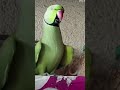 Mummy Ek glass pani dedo🥤🦜🤣#parrot 🦜 V/S🙀cat#youtubeshorts #funny video#shortvideo#parrot #subscribe