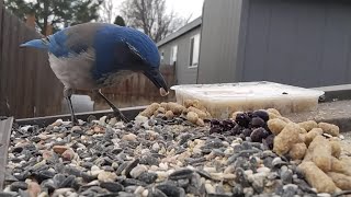 Scrub Jay \u0026 AMAZING Northern Flicker (woodpecker)  #birds