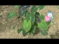 colocasia coal miner jplan garden