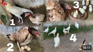 #white aseel chicks growing video day 1 to 1 year for Uneak aseel