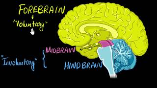 Brain: Parts & functions (Fore, mid & hind)  | Control & Coordination | Biology | Khan Academy