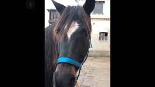 雨でびしょ濡れのイケメン元競走馬とフィヨルドホースの兄弟　🐴🐴🐴💧☔️💦