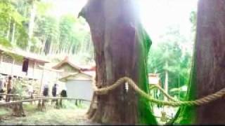 日本一の大杉ある八坂神社　高知