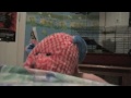 Ribbit Show Movie