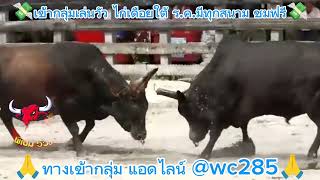 07/12/67 โหนดหลังขาวนำโชค (กระทิงทอง)\u0026 ดุกด้างทุ่งทะเลหลวง#สนามนครตรัง