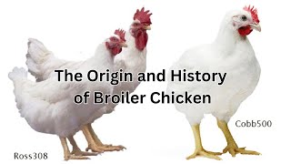 ORIGIN AND HISTORY OF BROILER CHICKEN