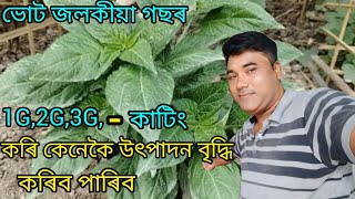 ভোট জলকীয়া গছৰ 1G,2G,3G কাটিং কেনেকৈ কৰিব।bhut jolokia 3G Cutting ।3G Cutting of king Chilli