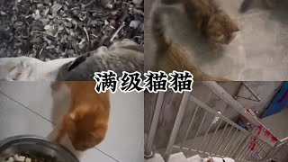 满级猫猫 #看一遍笑一遍 #动物的迷惑行为 #神奇动物在抖音