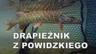 Jezioro Powidzkie - listopadowy spinning!