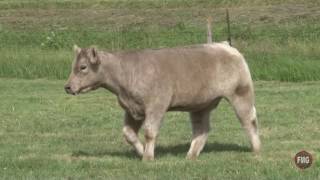 Gradert Show Cattle Lot 20