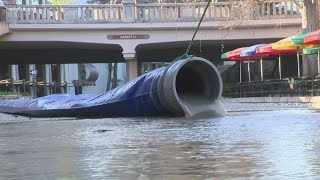 Invasive species Apple snails, and odd trash items continue to be found in the San Antonio River