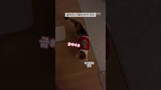 [달달메치]20세 노묘 메소_메소 급했음 #cat #고양이