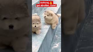 Achtung ⚠️ gut abrollen #funny #cute #shorts