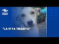 Hombre mató a una perrita en Inírida que acababa de dar a luz a cinco cachorros