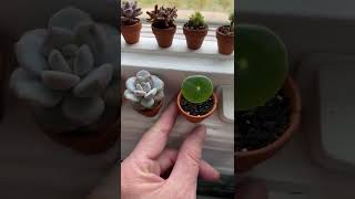 Little Plants Tiktok botanytok