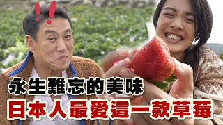 【精華版】永生難忘的美味 日本人最愛這一款草莓