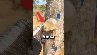 The Tree Sap That You've Used Without Knowing 🤯