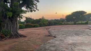 Peaceful Sunrise Sounds in an African Village - roosters crowing, birds chirping.  ASMR.